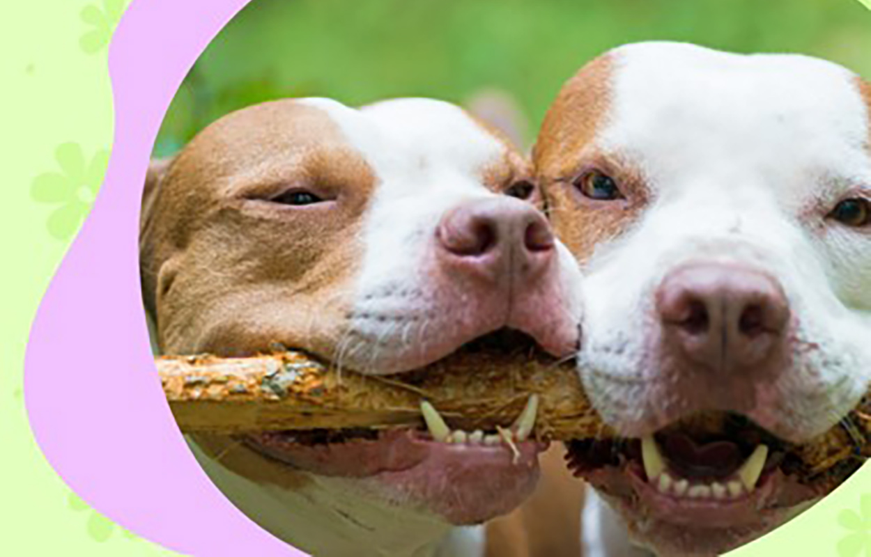 two dogs